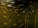 Ранний портрет В.Распутина кисти Г.Асафова, 1983